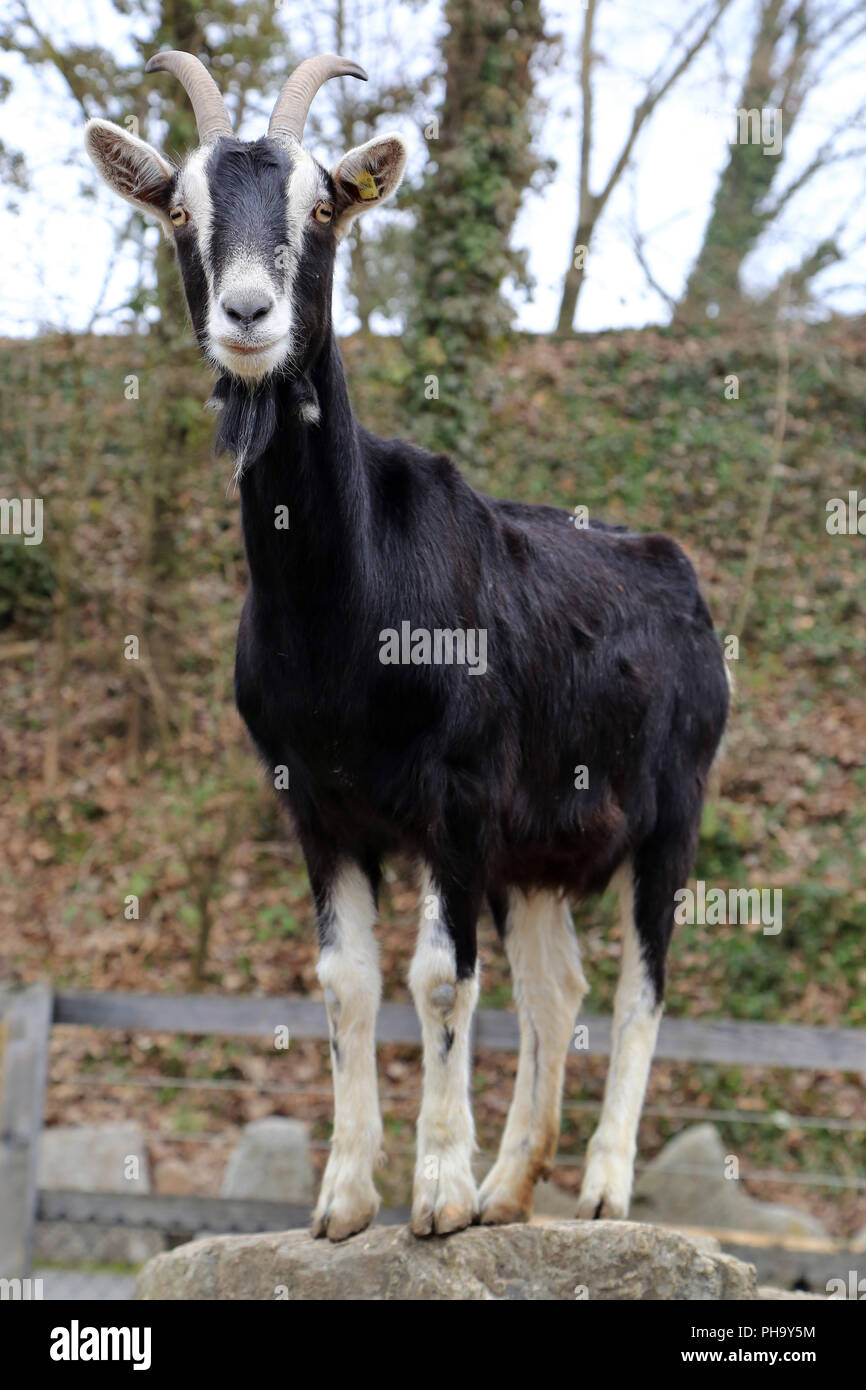 In bianco e nero di capra svizzere Foto Stock