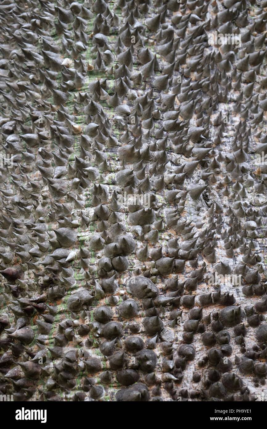Kapoktree, la corteccia di un albero di Ceiba Foto Stock