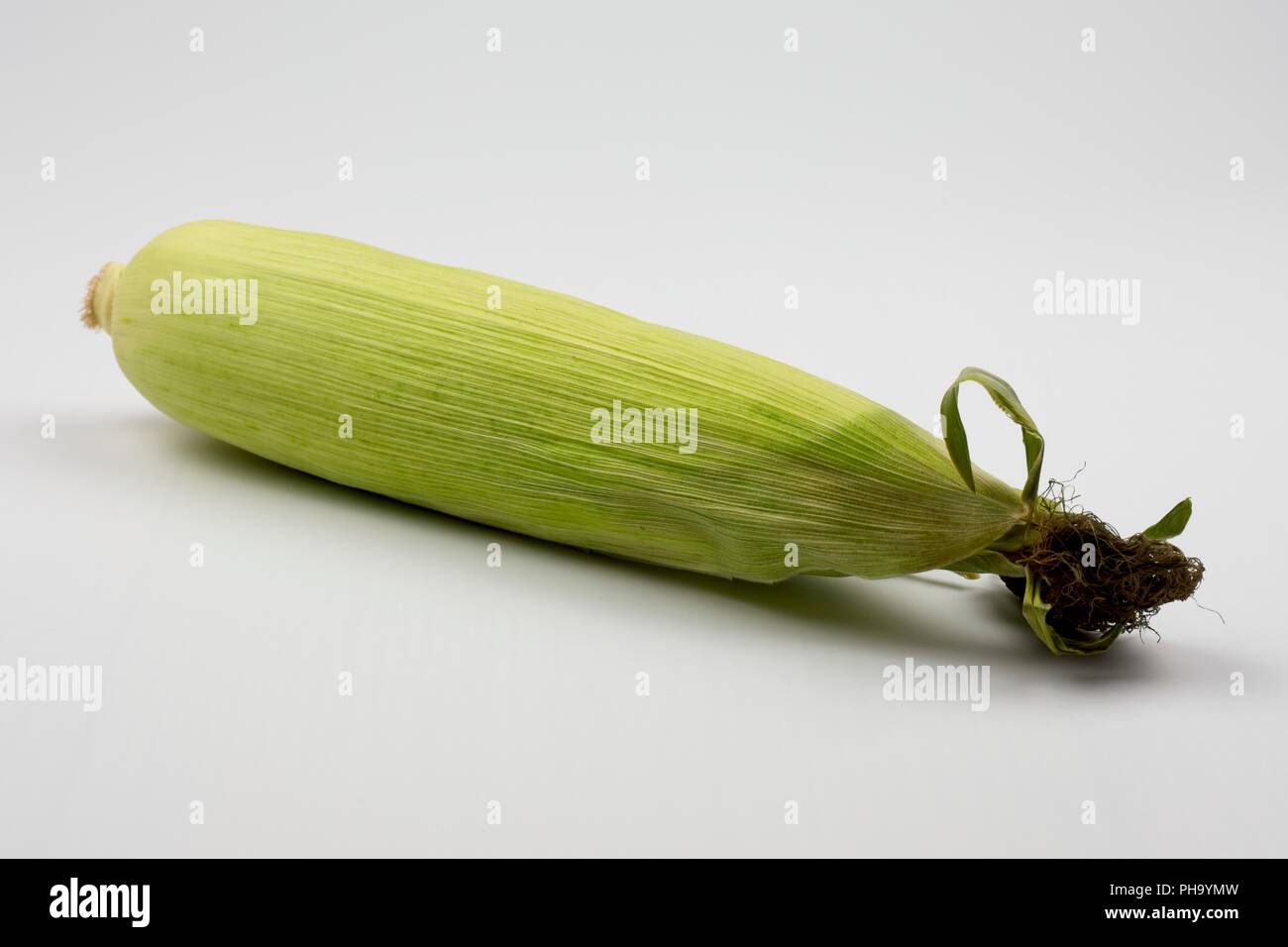 Il mais dolce o mais n cob, completo di lolla Foto Stock