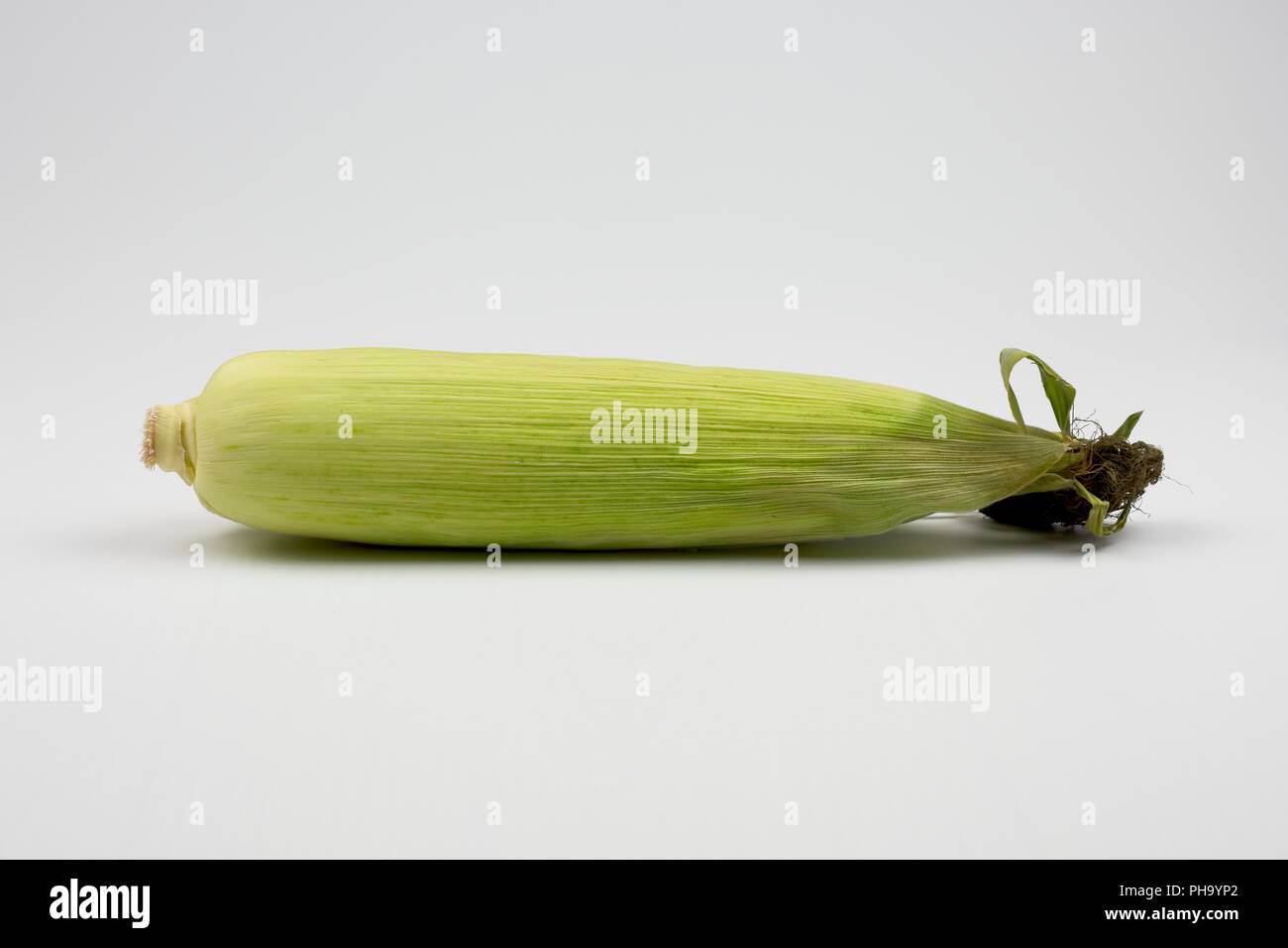 Il mais dolce o mais n cob, completo di lolla Foto Stock