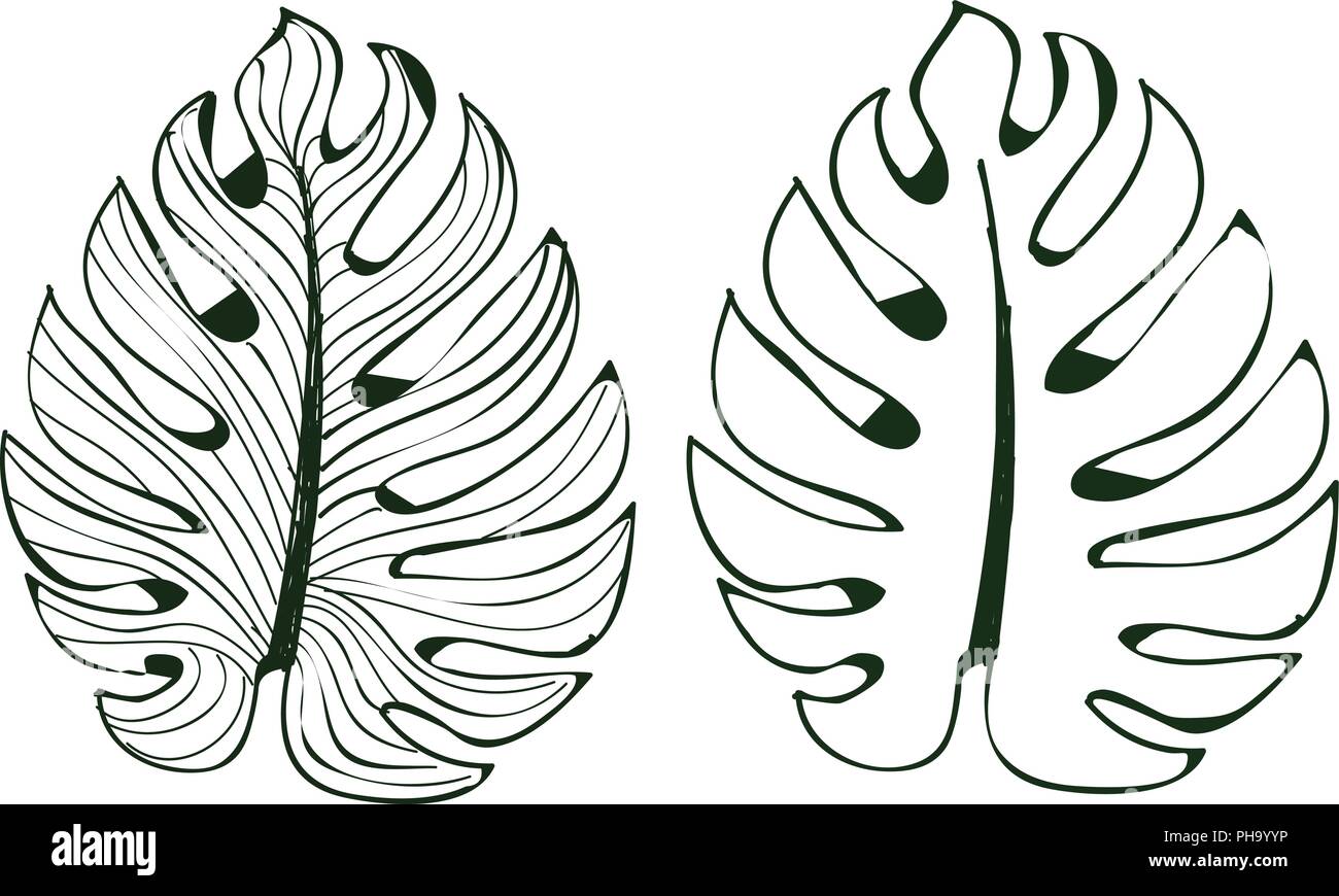 Le foglie monstera sono utilizzati in progetti su uno sfondo bianco isolare Modello foderato Illustrator eps 10 Illustrazione Vettoriale