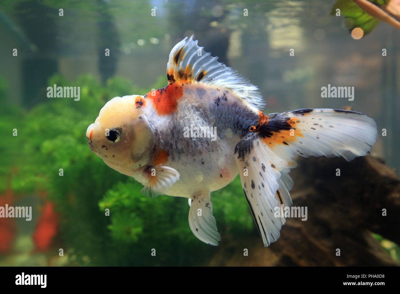 Goldfish Oranda, Carassius auratus Foto Stock