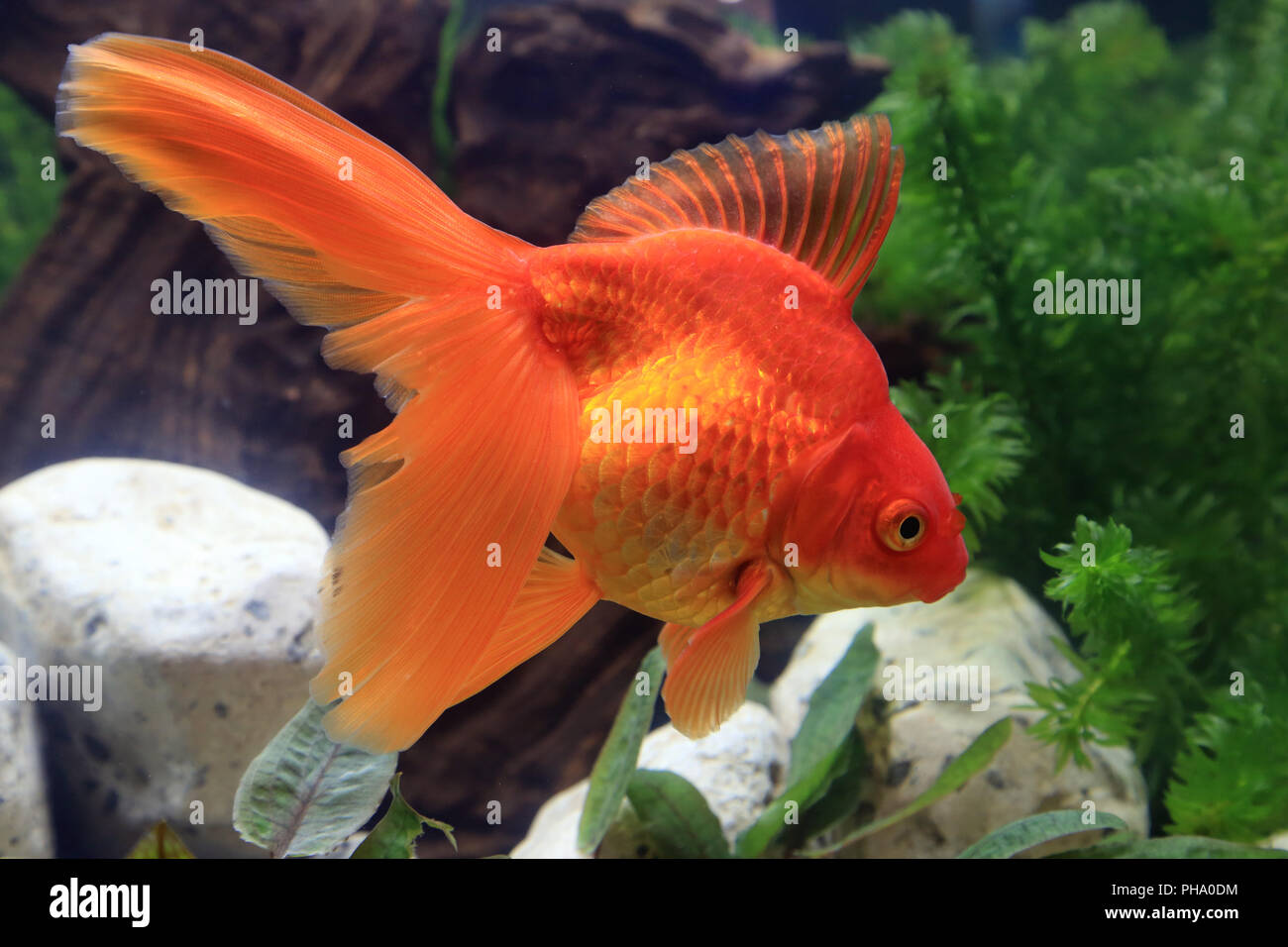 Red Ryukin Goldfish, Carassius auratus Foto Stock