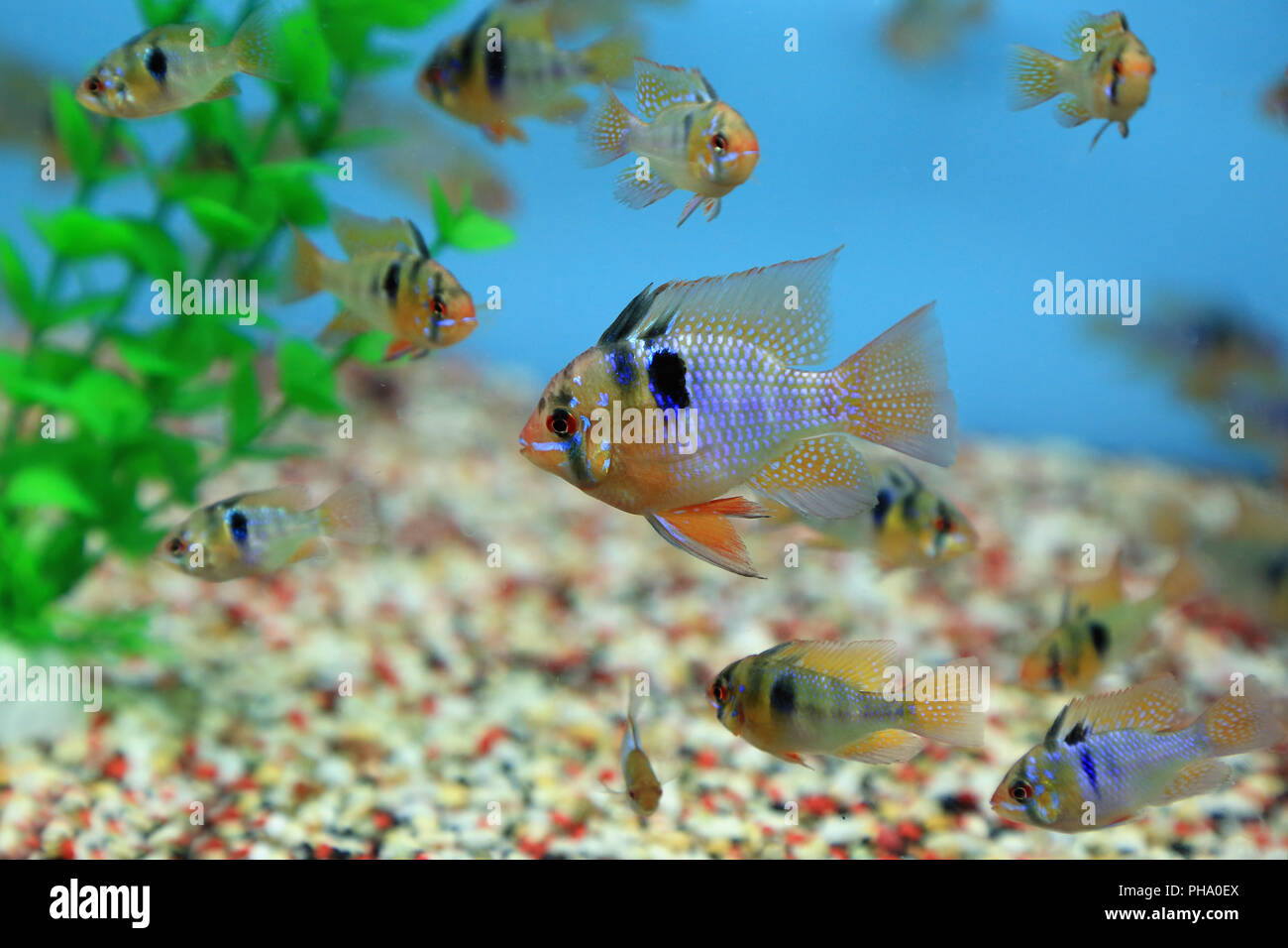 Butterfly cichlids, mikrogeophagus ramirezi Foto Stock