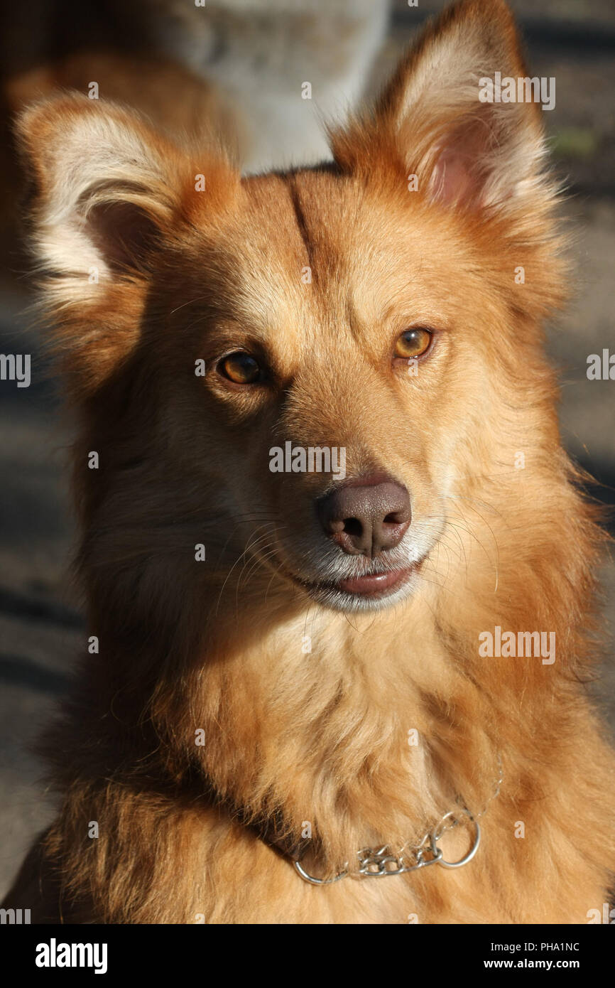 Ritratto di redheaded mongrel dog Foto Stock