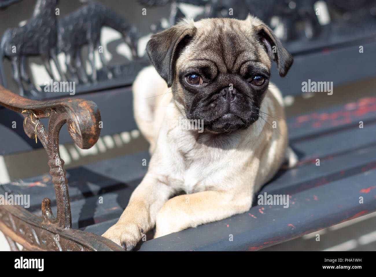 Carino Pug cucciolo su un banco di lavoro Foto Stock