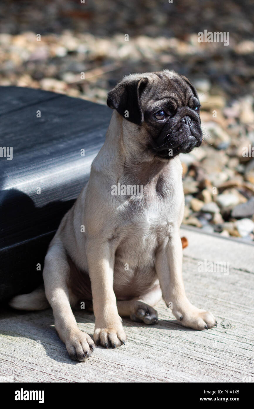 Carino Pug cucciolo seduto Foto Stock