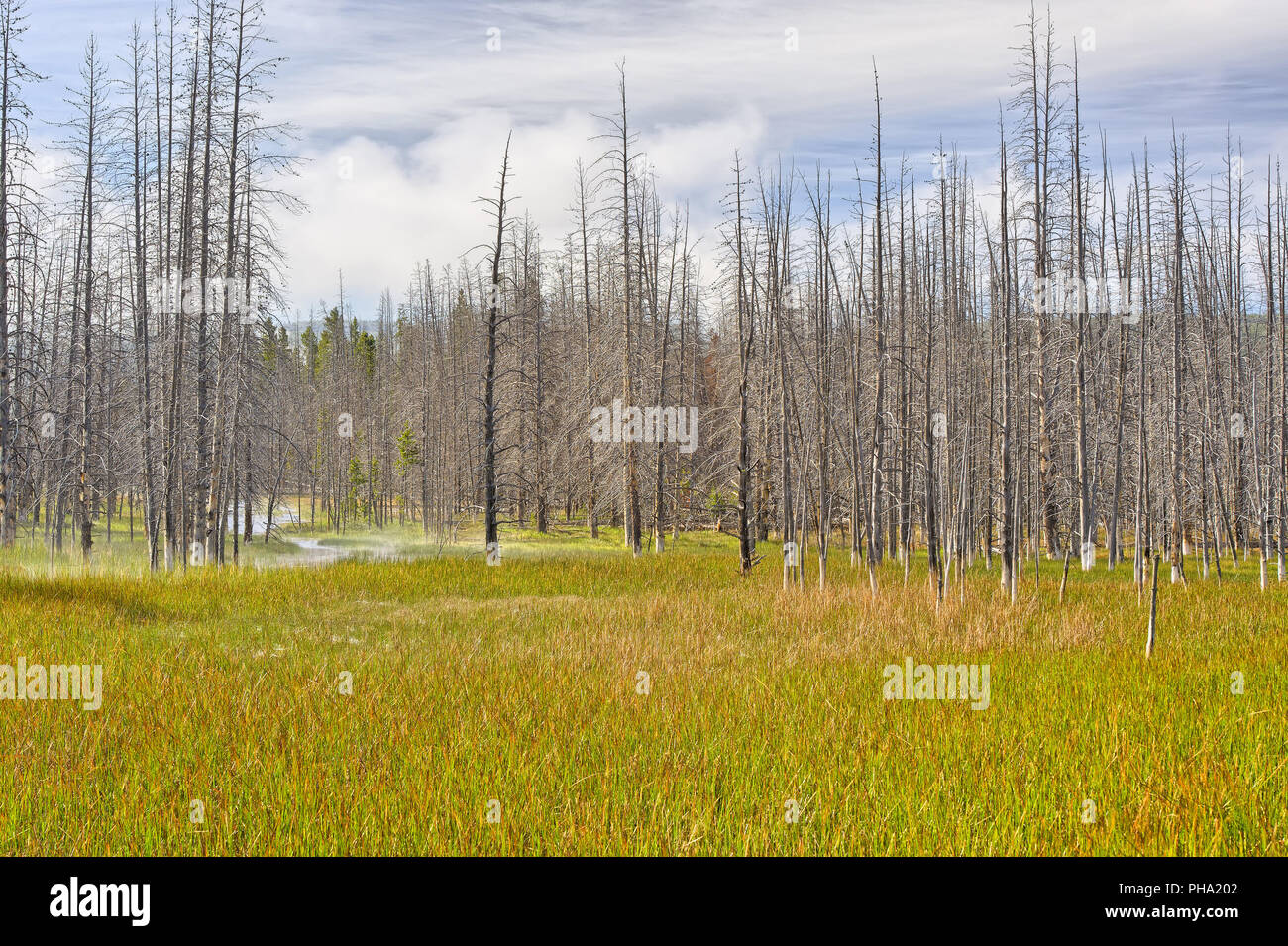 Gli alberi morti, il Parco Nazionale di Yellowstone Foto Stock