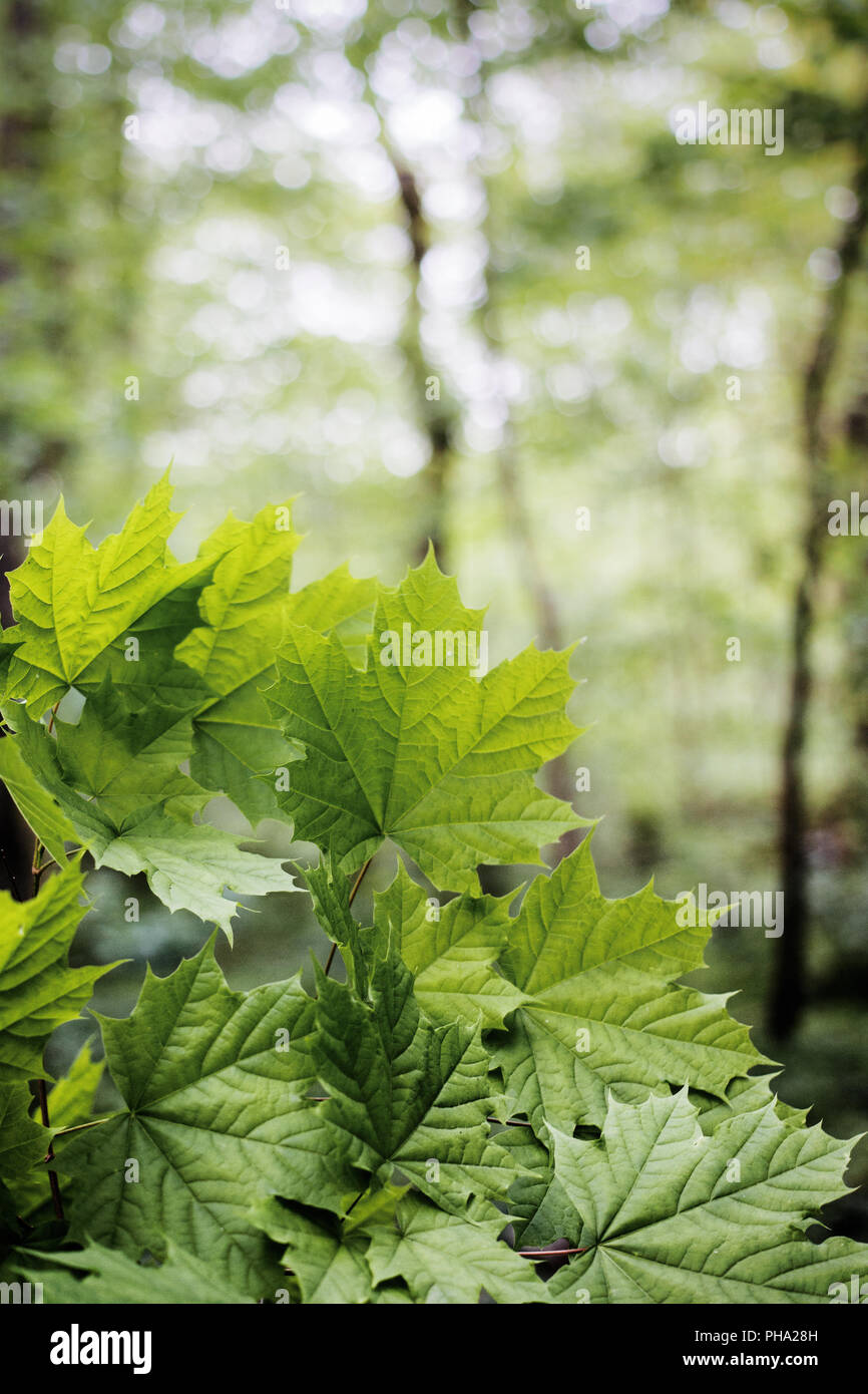 Verde foglie di acero in springforest (Acer platanoides) Foto Stock