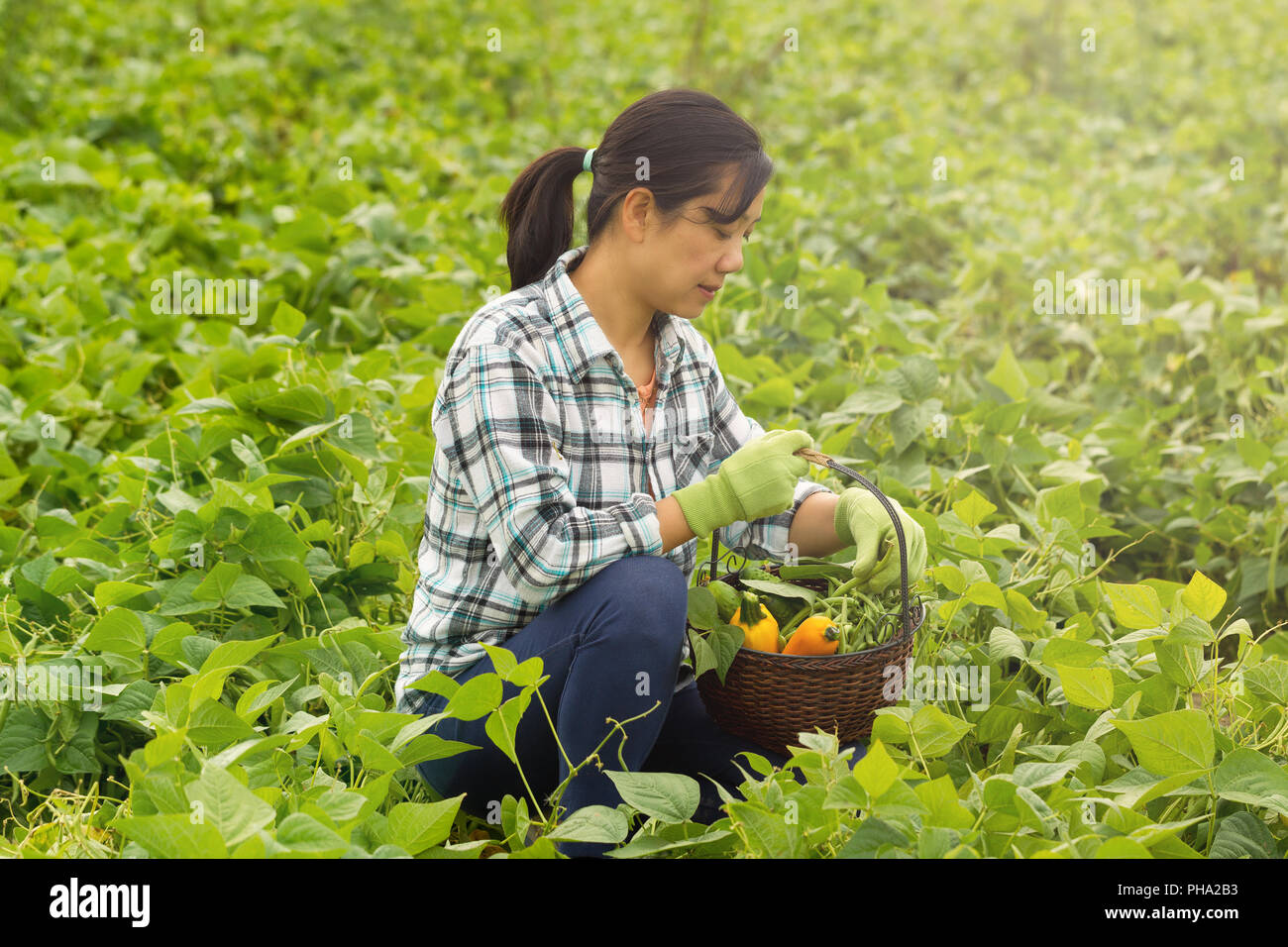 Donna raccolta ortaggi sani durante il giorno luminoso nel campo Foto Stock
