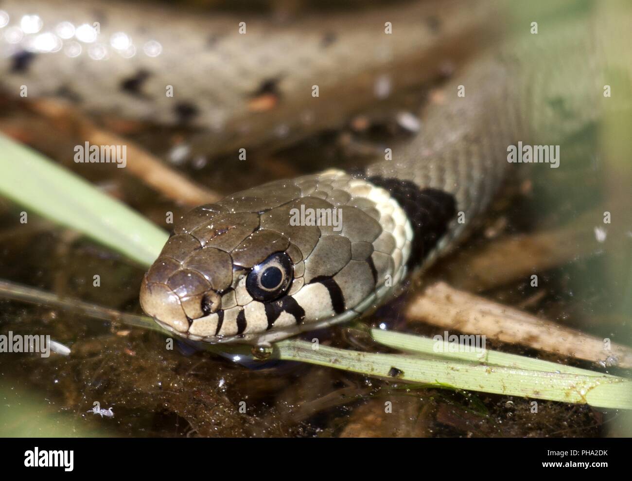Di inanellare Snake, acqua Snake, Europeo biscia Foto Stock