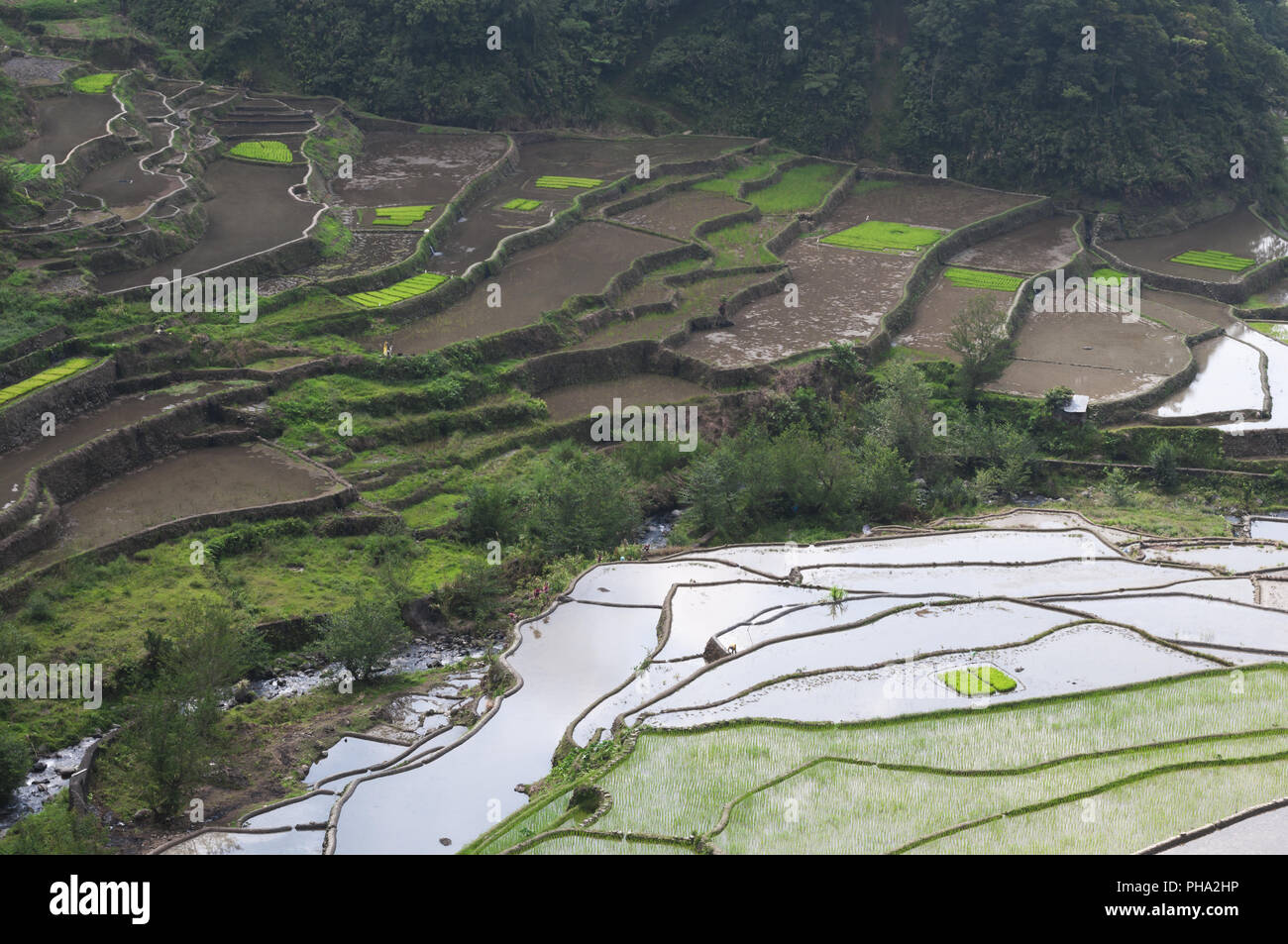 Terrazze di riso di Banaue intorno all'isola di Luzon nelle Filippine. Foto Stock