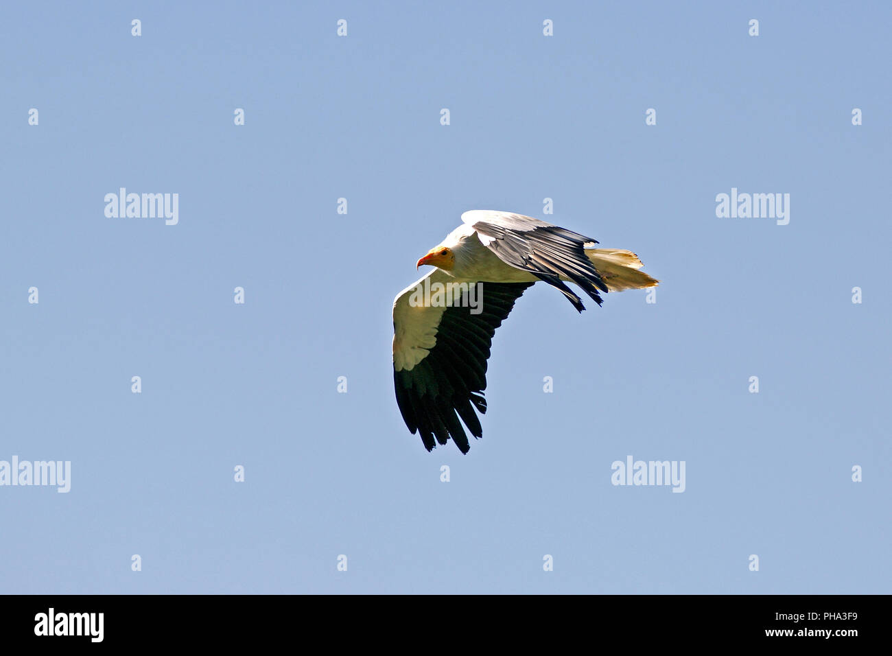 Avvoltoio egiziano - battenti (Neophron percnopterus) Pirenei - Francia Percnoptère d'Egypte - Vol Foto Stock