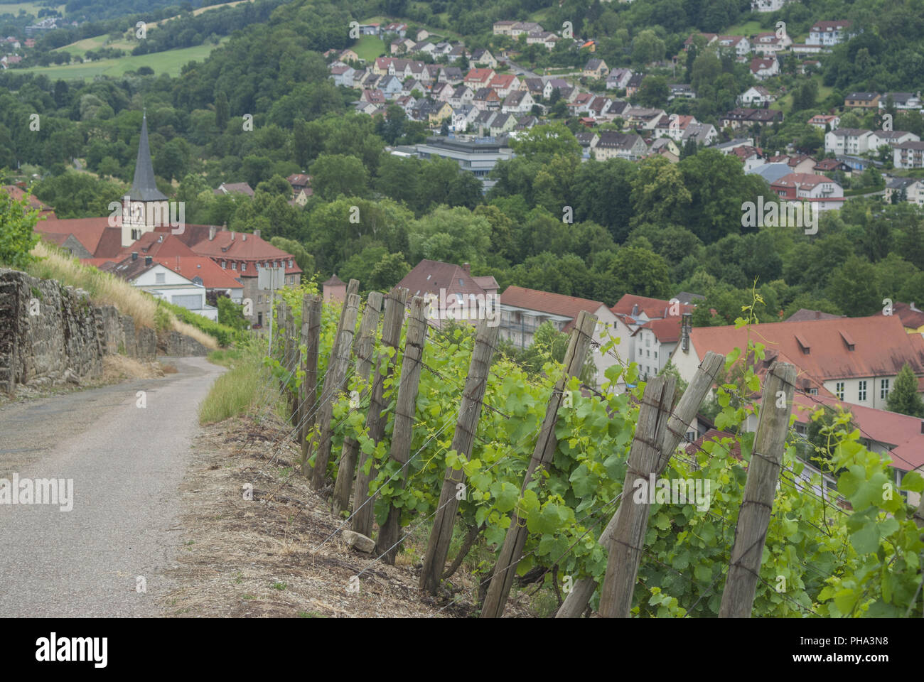 Vigneto di Ingelfingen, Baden-Wuerttemberg, Tedesco Foto Stock