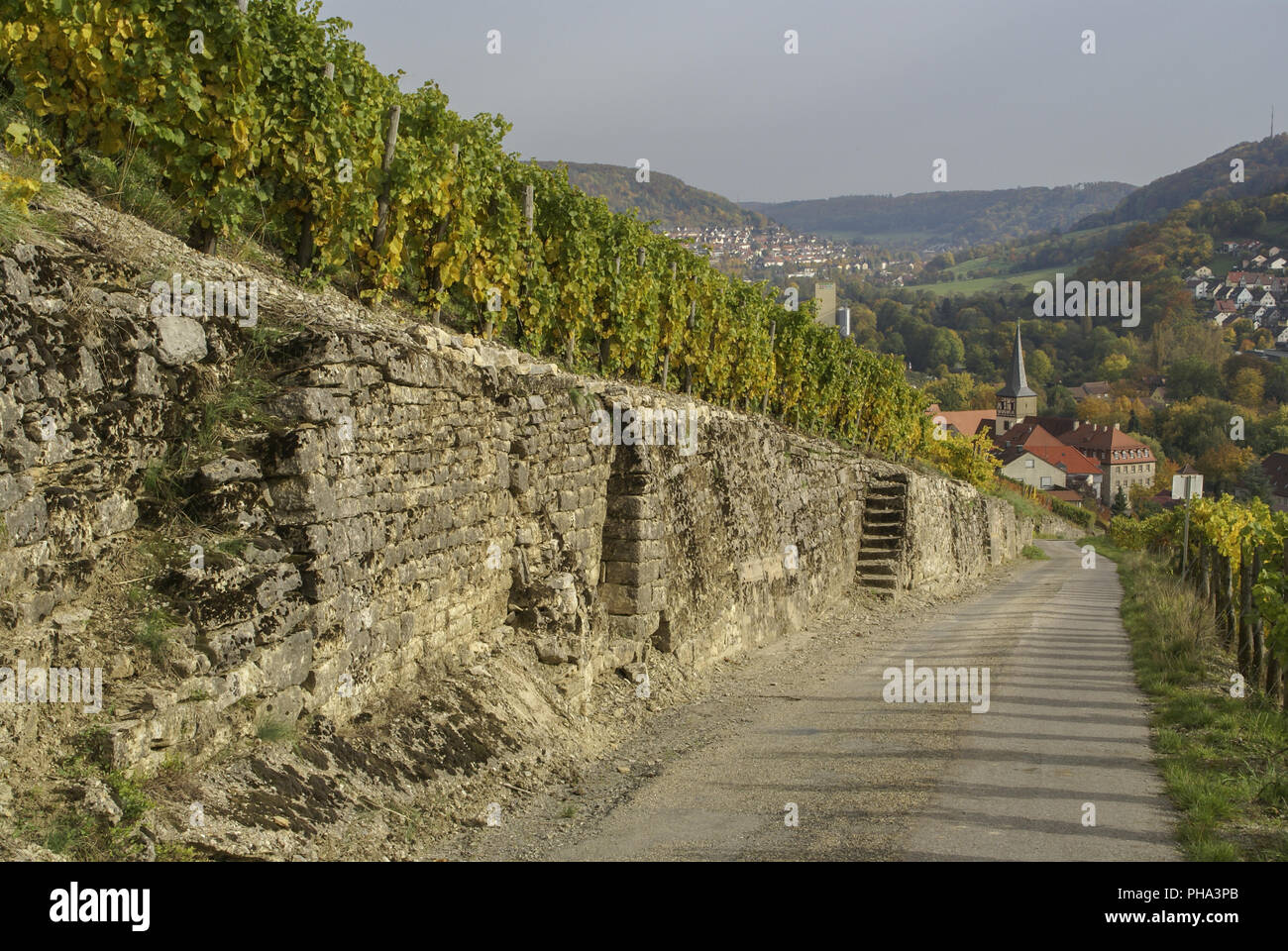 Vigneto di Ingelfingen, Baden-Wuerttemberg, Tedesco Foto Stock