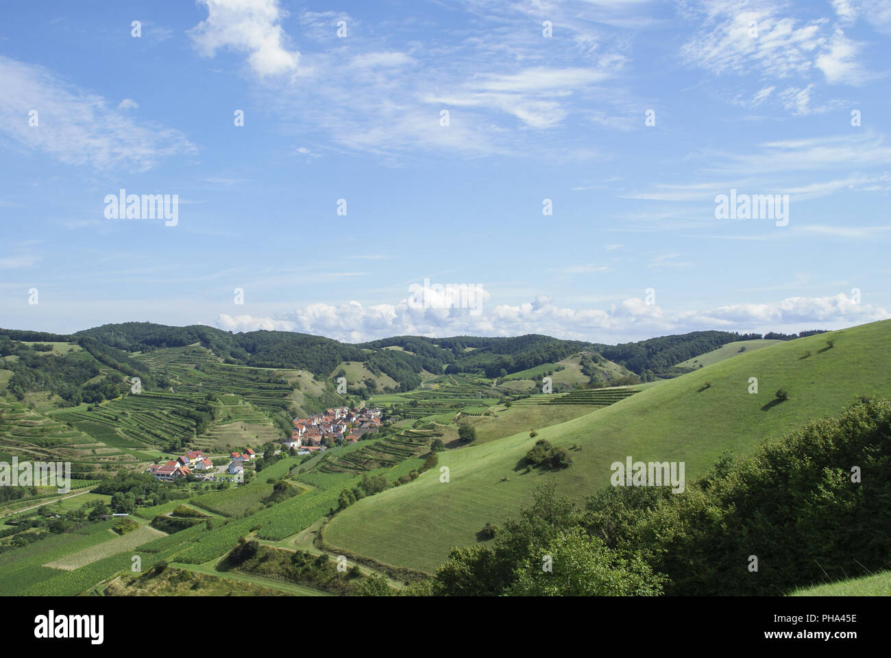 Terrazze di vino nella regione di Kaiserstuhl, Baden-Wuerttemberg, Germania Foto Stock