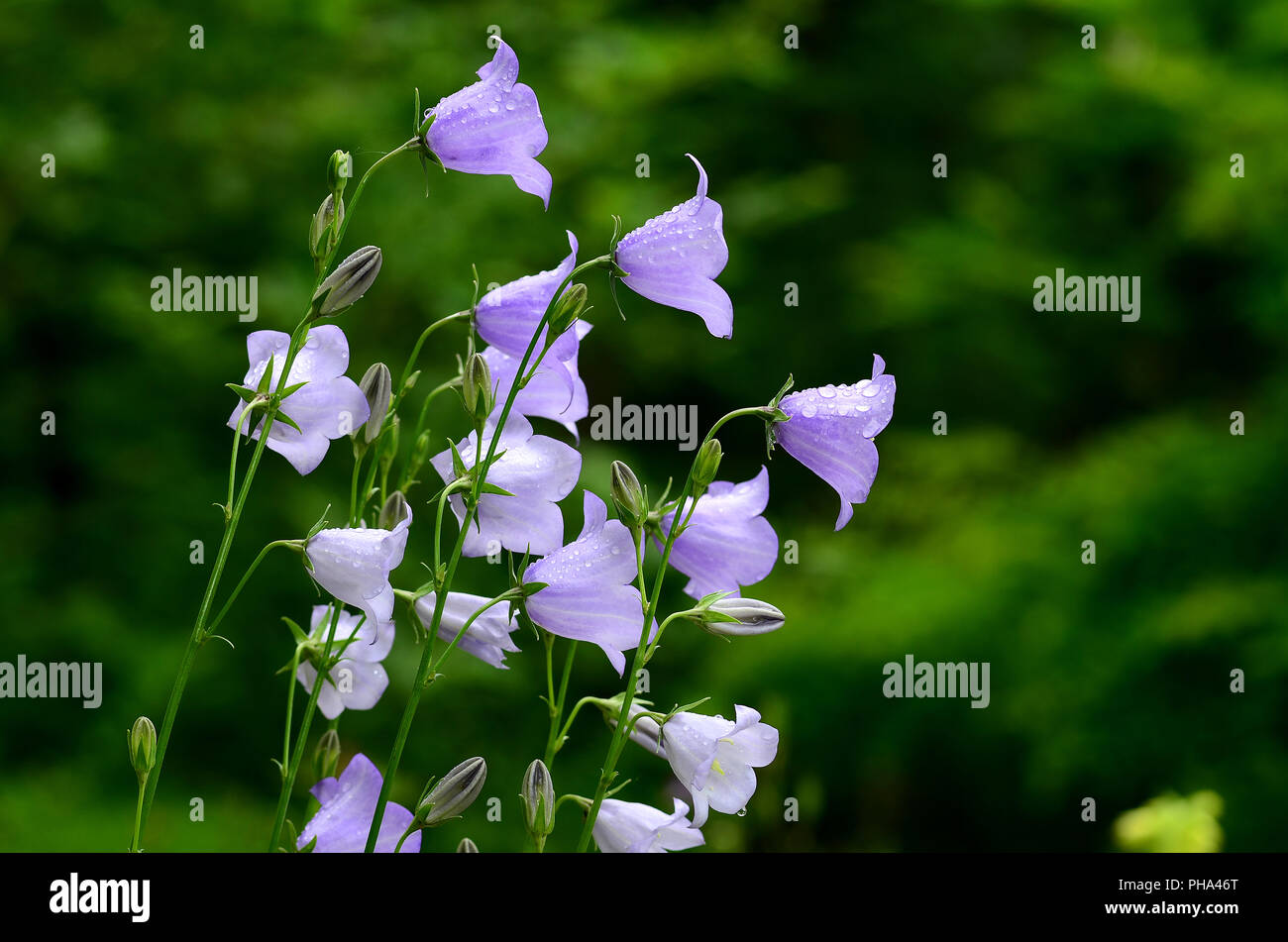 Pfirsichblättrige Glockenblume, Campanula persicifolia, Foto Stock