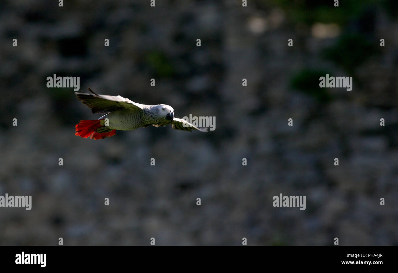 Pappagallo grigio - il volo (Psittacus erithacus) Perroquet gris - Jaco Foto Stock