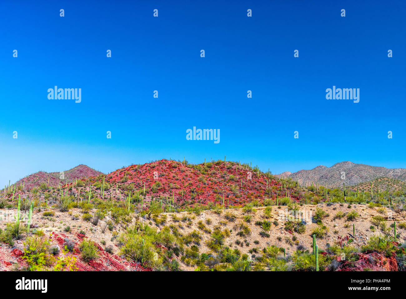 Colorate deserto sudoccidentale con il rosso delle colline sotto un cielo blu. Foto Stock