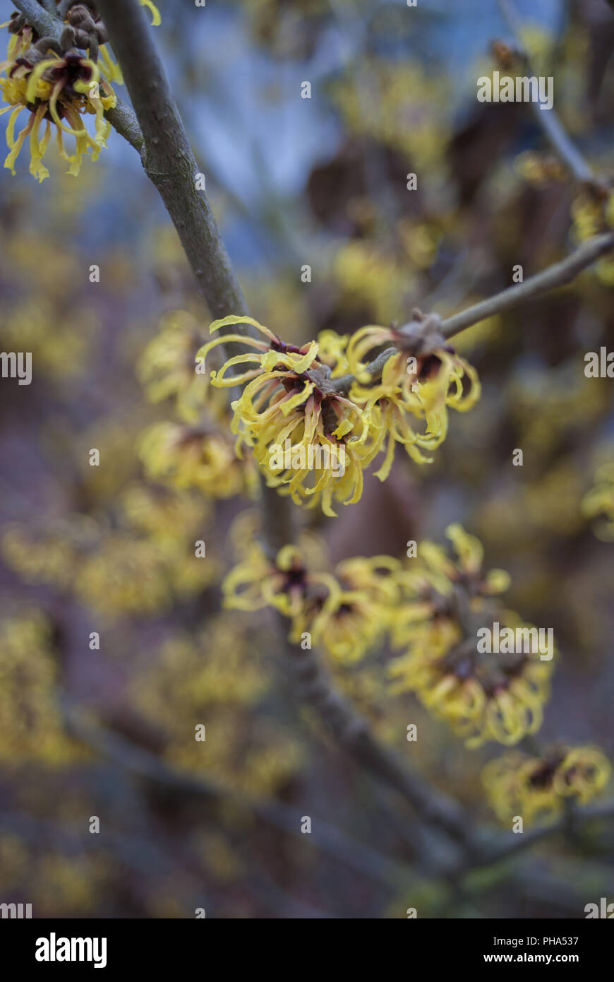 Amamelide in piena fioritura, Schwaebisch Hall, Germania Foto Stock