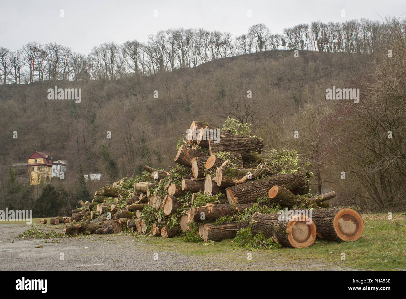 Tronchi di legno di frassino, Schwaebisch Hall, Germania Foto Stock