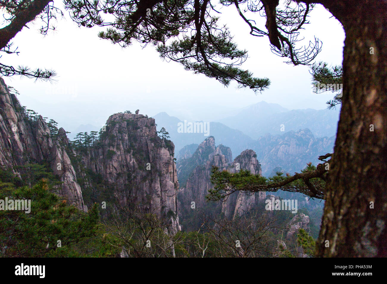 Monkey guardando il mare in Huang Shan, Cina Foto Stock