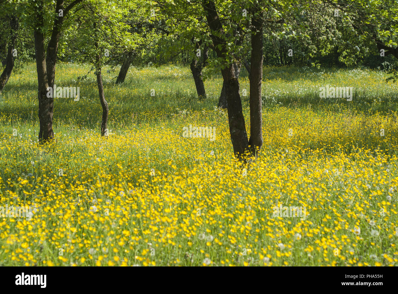 Prato in primavera con inserto a stella, Michelfeld, Germania Foto Stock