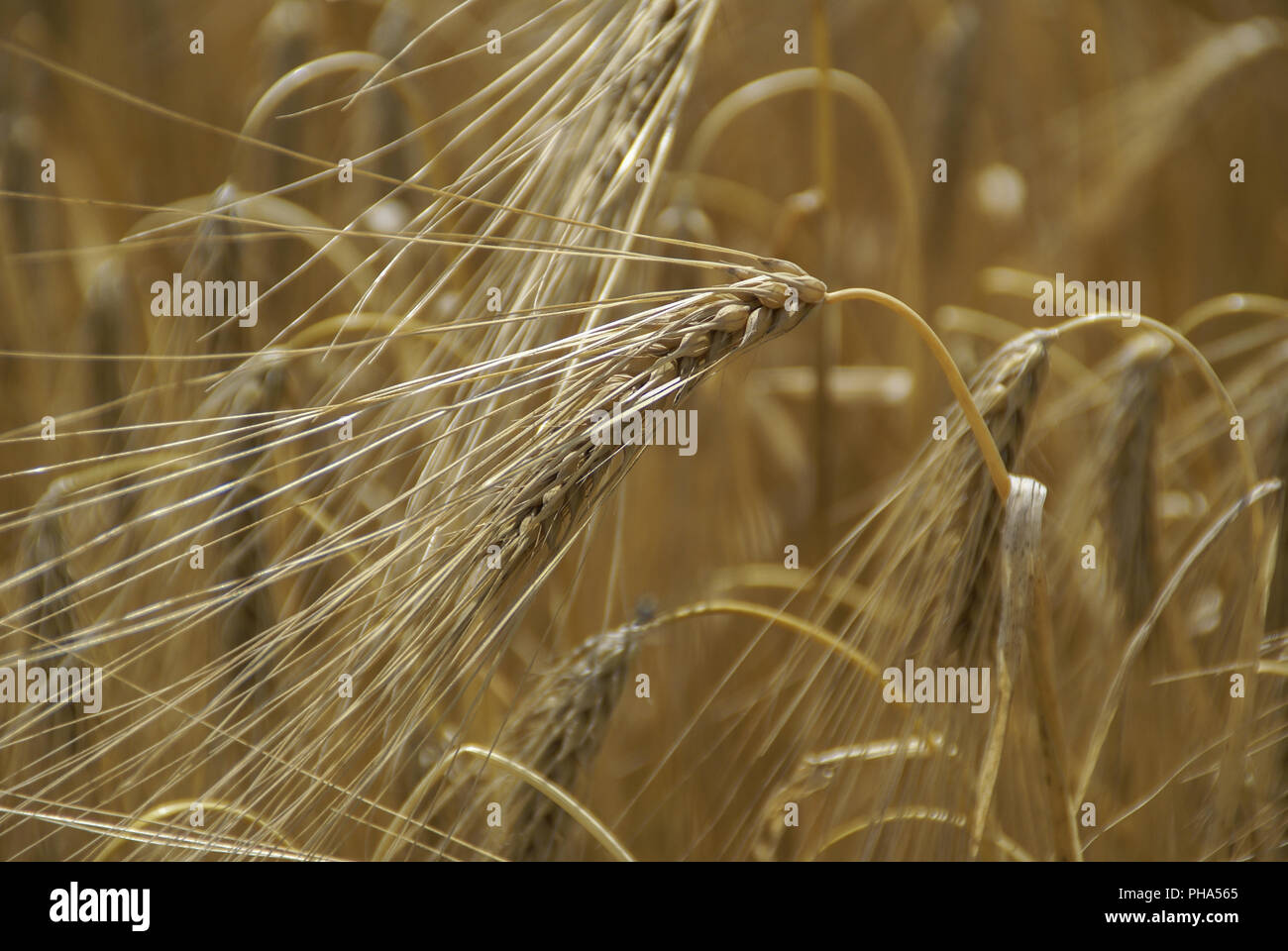Campo di grano con orzo, Schwaebisch Hall, Germania Foto Stock