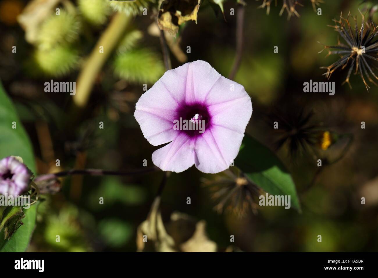 Fiore della gloria di mattina Ipomoea jaegeri in Africa. Foto Stock