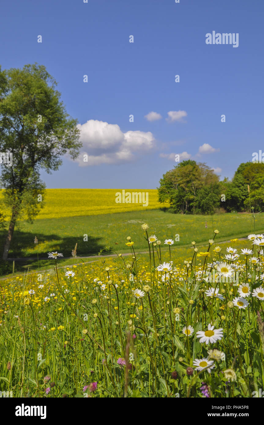 Il Risveglio della primavera in Schwaebisch Hall-Hagenbach, Germania Foto Stock