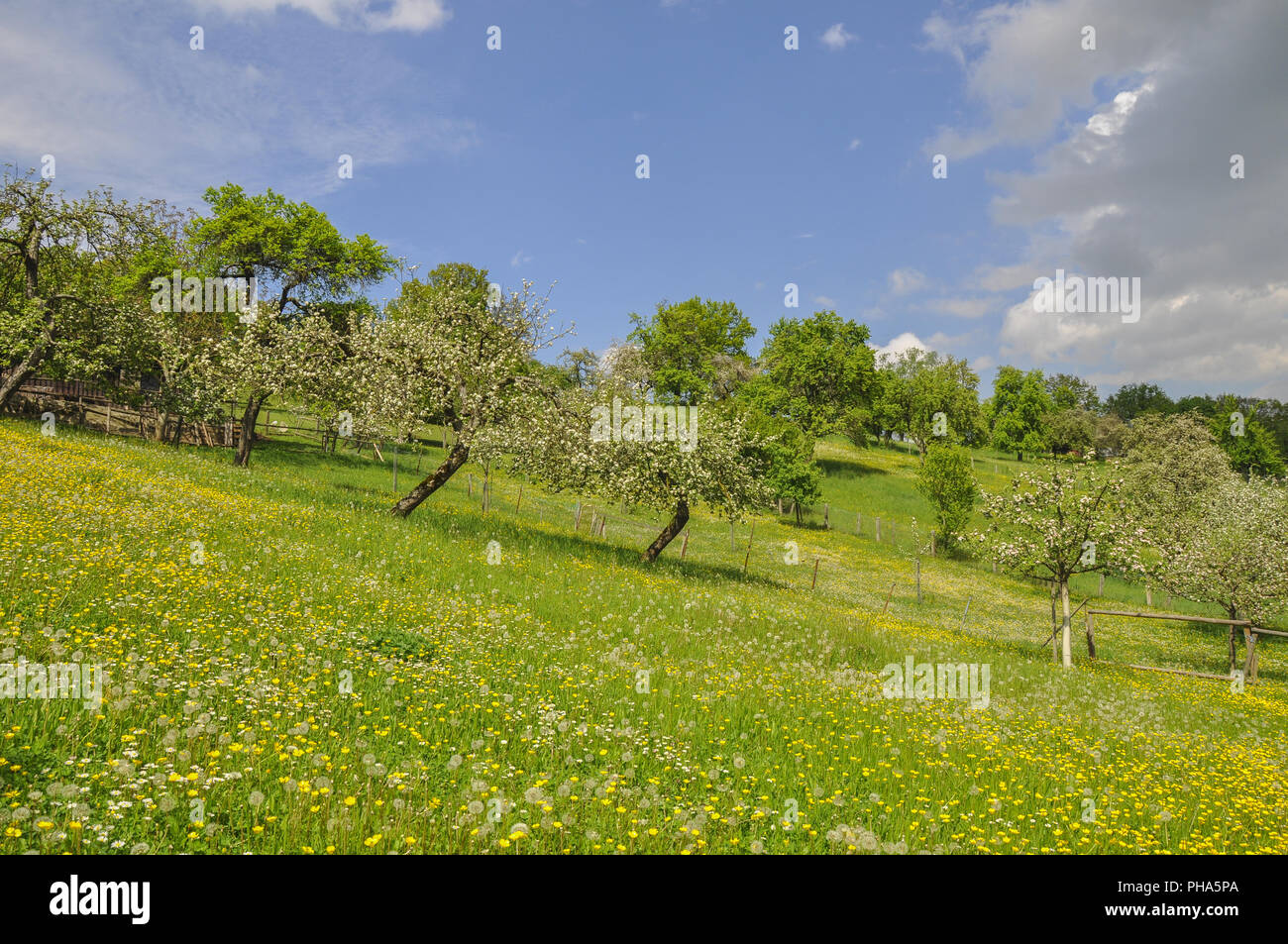 Il Risveglio della primavera nelle vicinanze Gailenkirchen, Germania Foto Stock