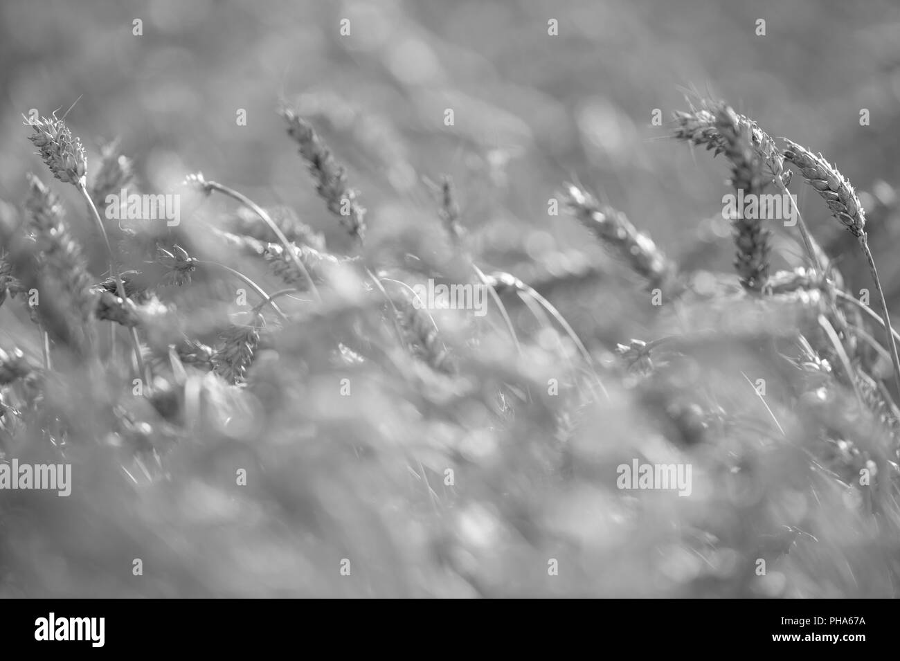 Campo di grano pronto per la raccolta selettivamente concentrati per mostrare solo le pannocchie Foto Stock