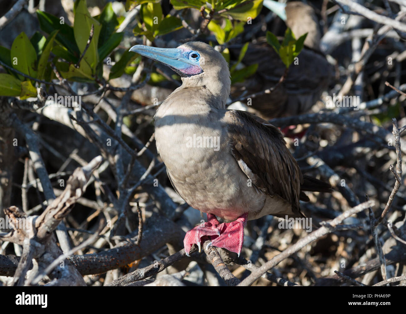 RED FOOTED BOOBIE, GALAPAGOS Foto Stock
