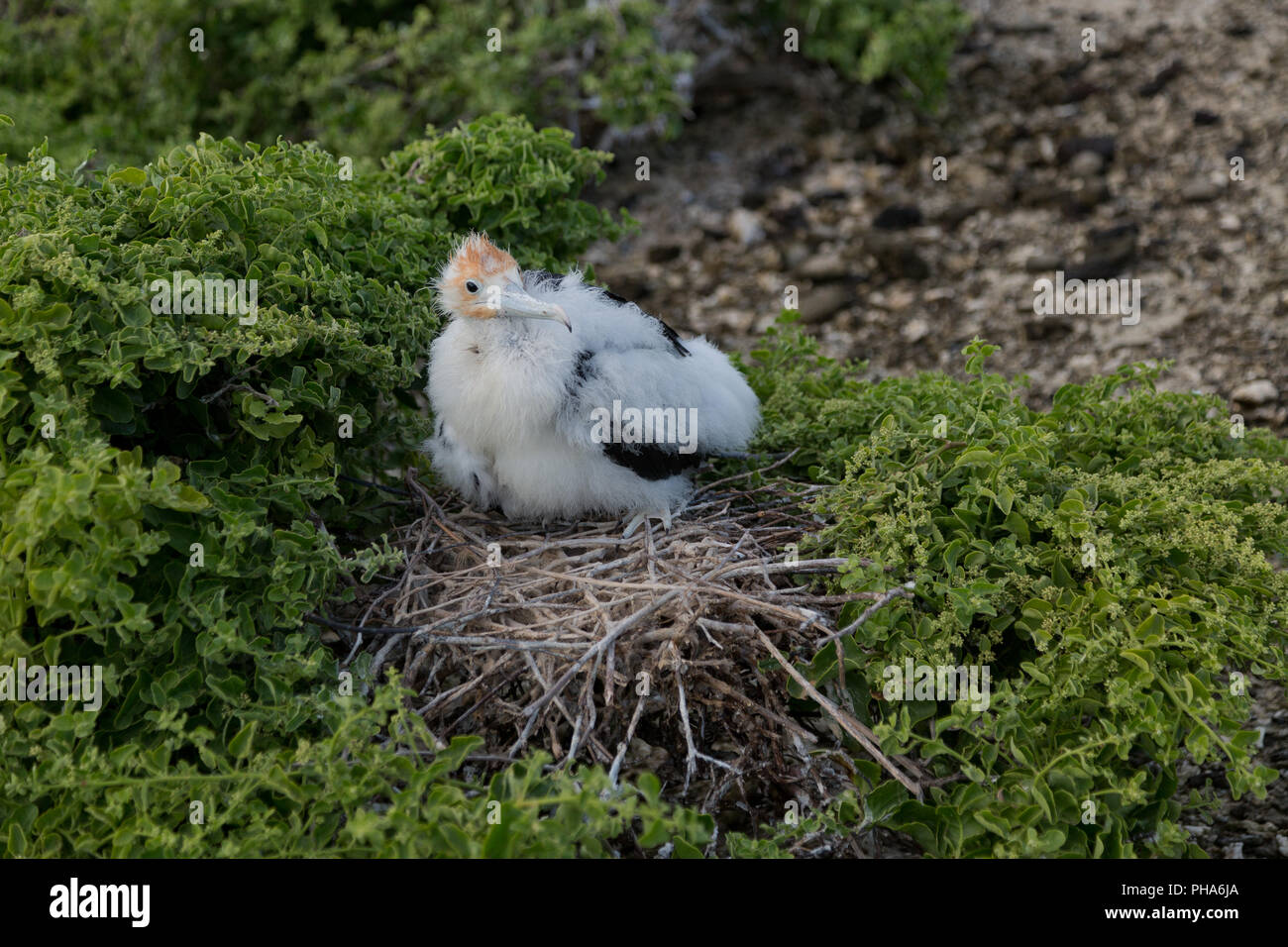 Giovani FREGAT uccello nel nido Foto Stock