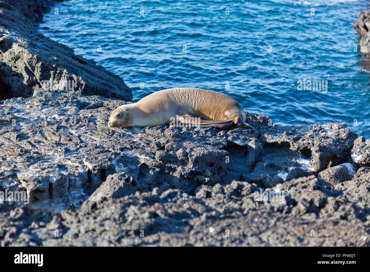 Le GALAPAGOS Sea Lion, SULLA COSTA ISOLA SANTA CRUZ Foto Stock