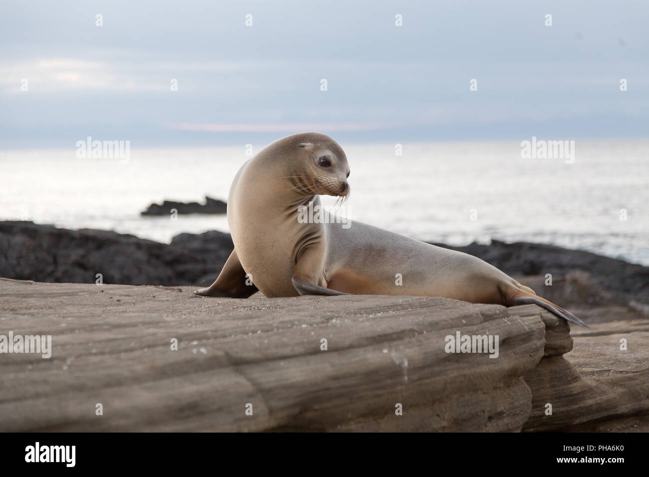 Le GALAPAGOS Sea Lion Foto Stock