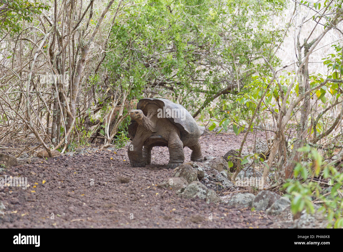 Le Galapagos La tartaruga gigante complesso (CHELONOIDIS) Foto Stock