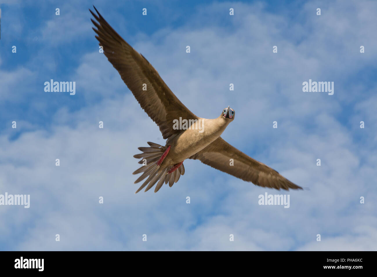 Rosso-footed BOOBY IN VOLO Foto Stock