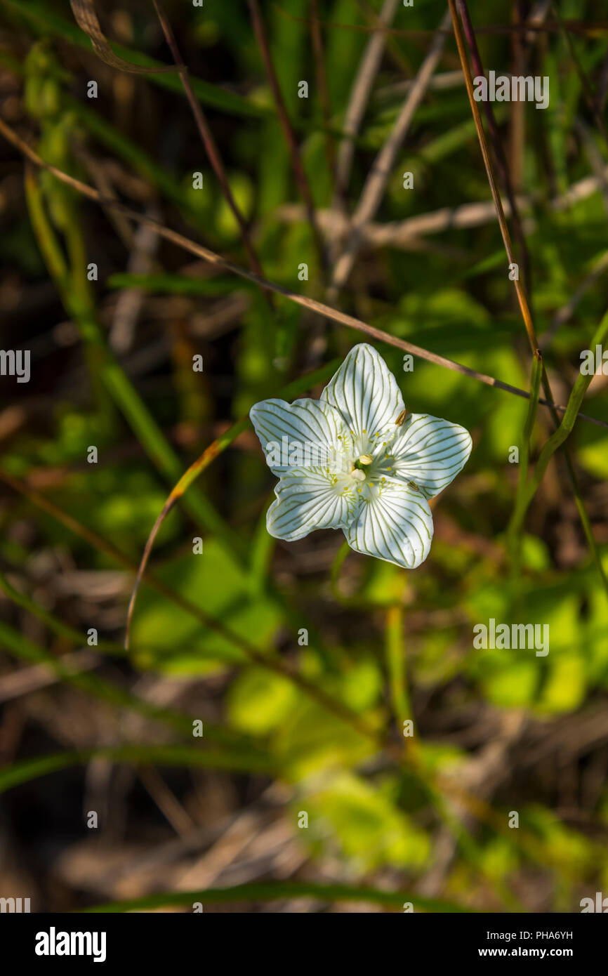 Erba-di-Parnassus (Parnassia glauca), un fiore bianco fiori selvaggi che si trova lungo la riva di un fiume. Foto Stock
