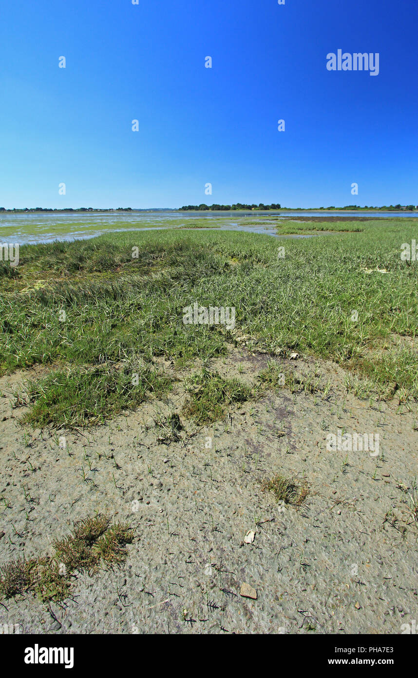 La Palude Salata con Salicornia, Francia Foto Stock