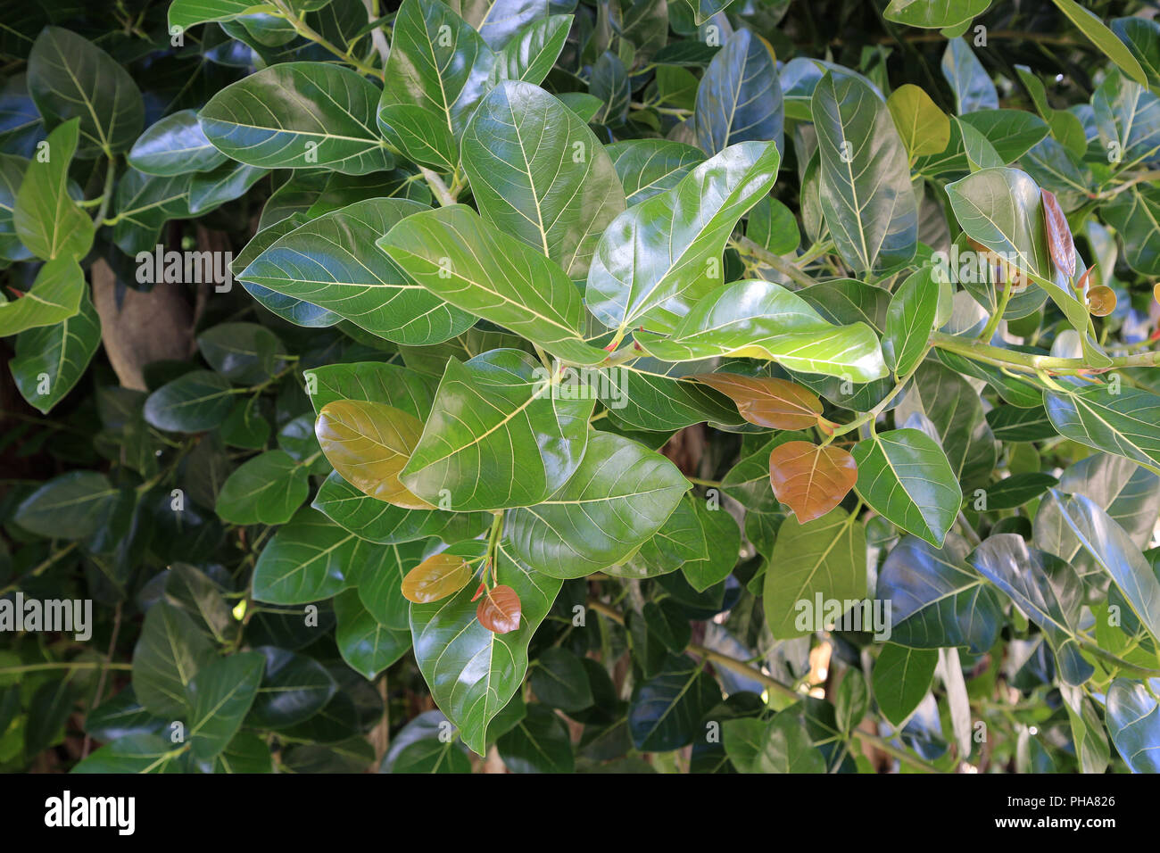 Maurizio, Ficus elastica, struttura in gomma Foto Stock