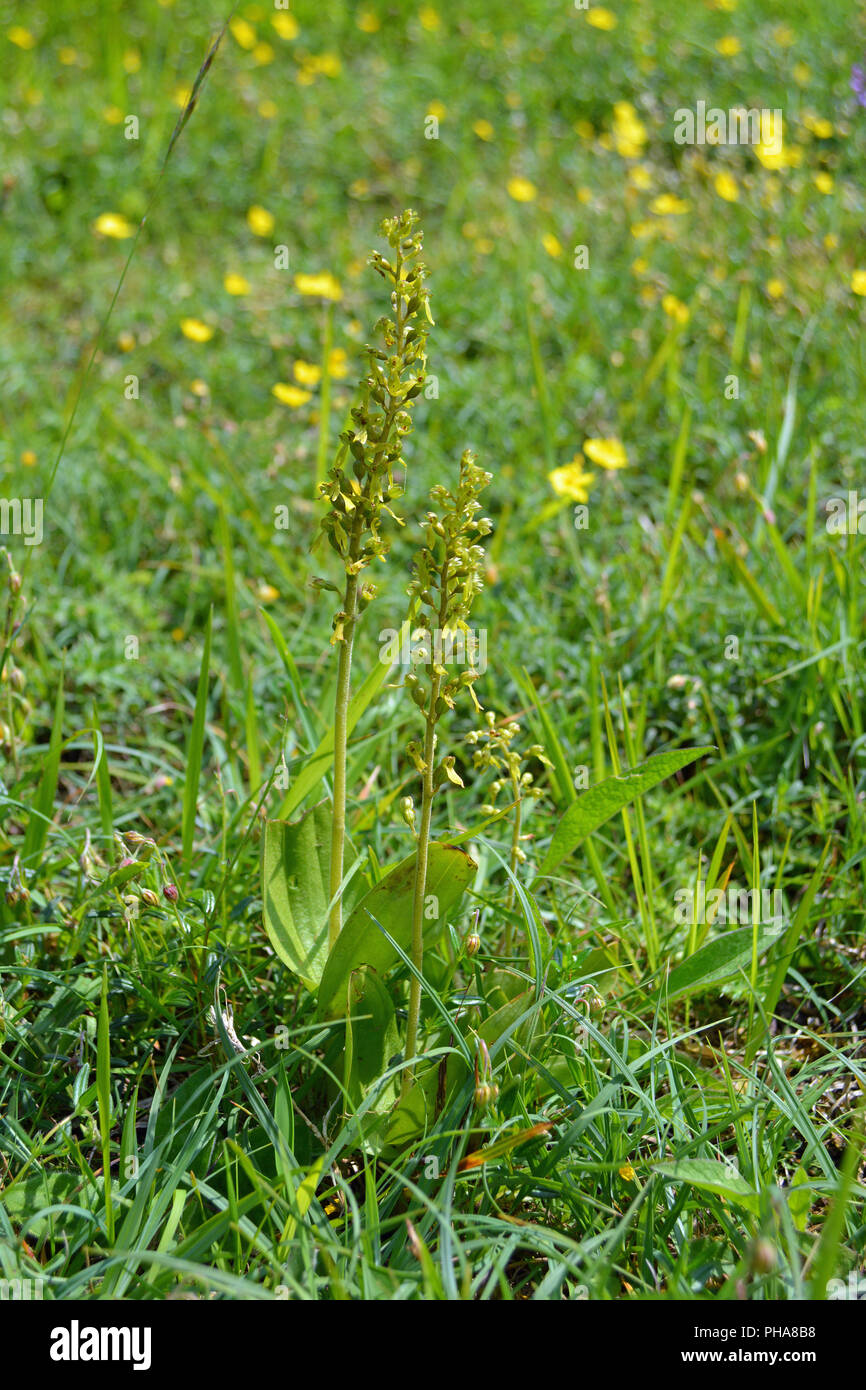 Twayblade comune Orchid Foto Stock