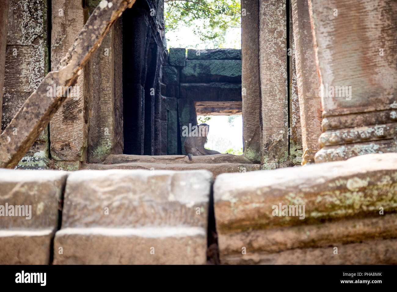 Scimmia nel complesso del tempio di Angkor Wat, Cambogia Foto Stock