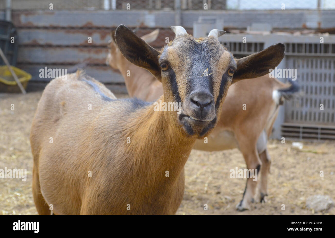 Due capre in un aperto stabile in Italia Foto Stock