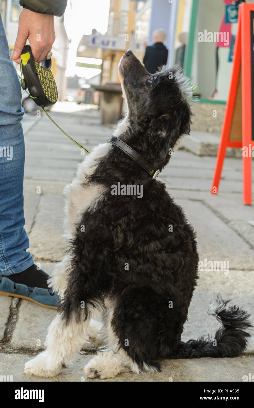 Il cinese crested cane si siede con attenzione il suo master Foto Stock