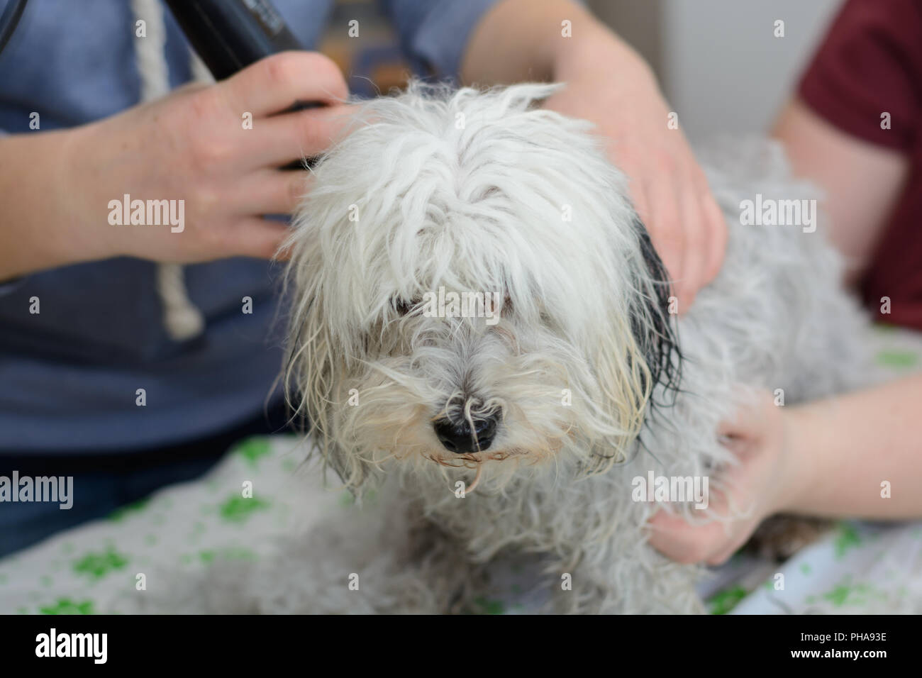 Havanese bianco al cane barbiere- close-up Foto Stock
