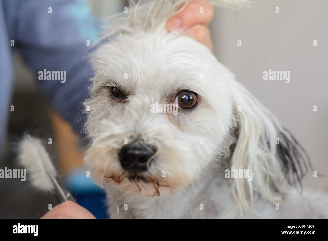 Havanese bianco al cane barbiere- close-up Foto Stock
