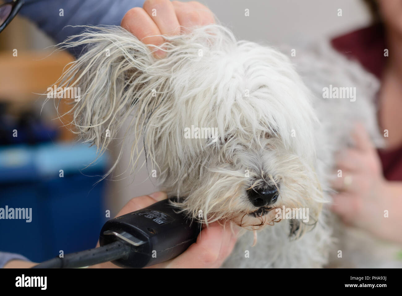 Cane bianco al cane parrucchiere - Havaneser Foto Stock