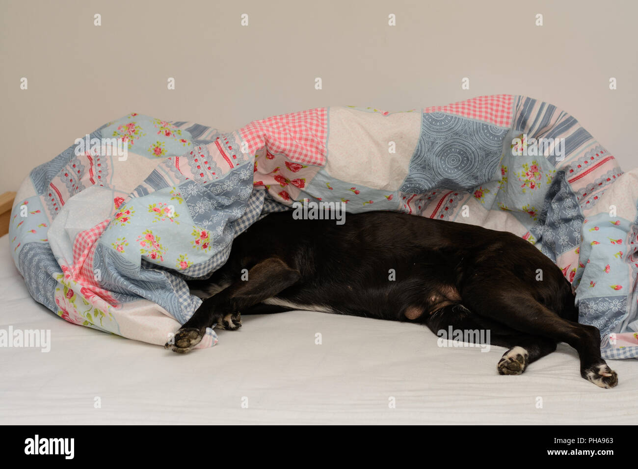Cane nero rilassata nel letto del suo maestro Foto Stock