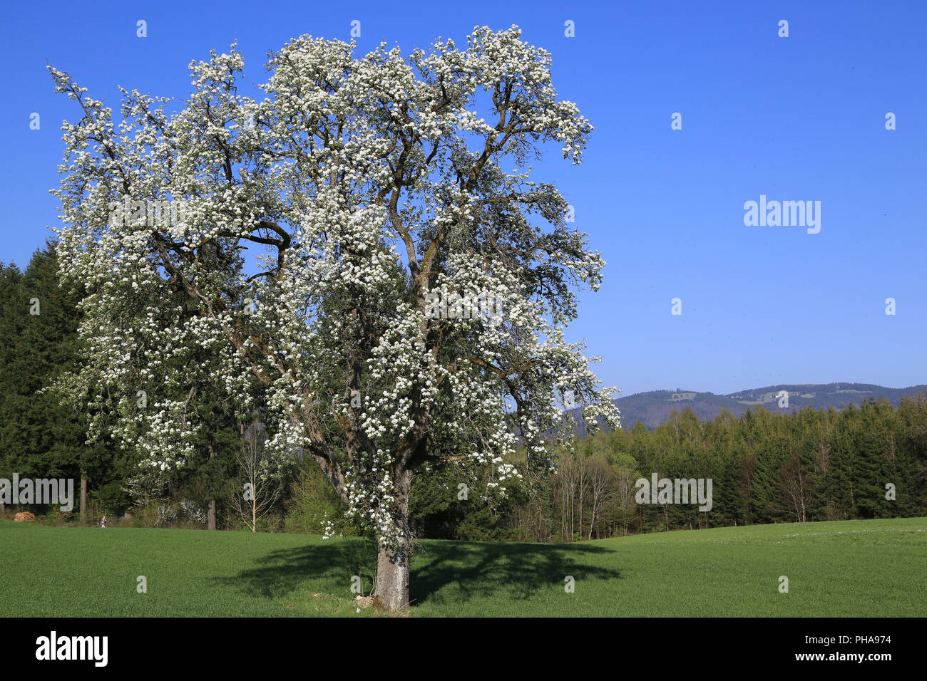 Blooming pear tree nella Foresta Nera Foto Stock